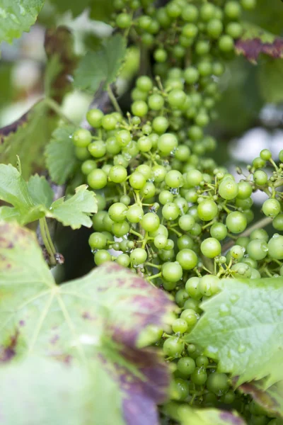 Small Grapes on a vine