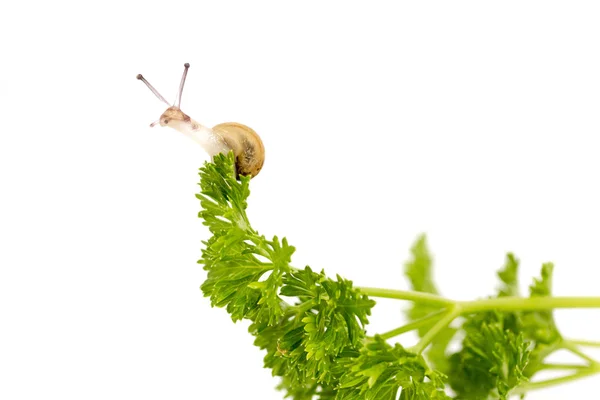 Pequeño caracol en perejil — Foto de Stock