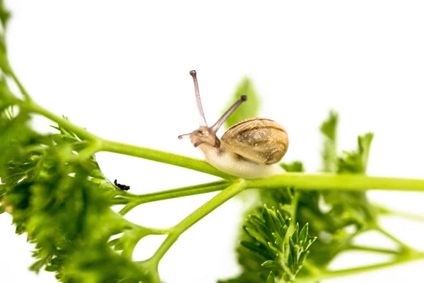 Maydanoz üzerinde minik salyangoz