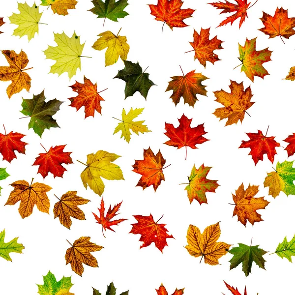 Naadloos Behang Herfst Geel Rood Oranje Blad Geïsoleerd Wit Kleurrijk — Stockfoto