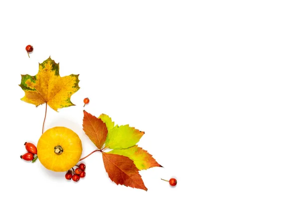 Sonbahar Modası Doğal Yiyecek Portakal Kabağıyla Hasat Kurumuş Yapraklar Beyaz — Stok fotoğraf
