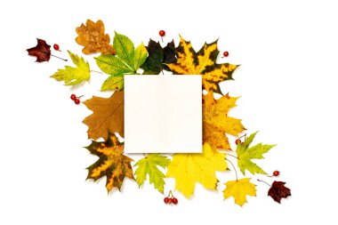 Sonbahar geldi. Yeşil, sarı kurumuş yapraklardan yapılmış çerçeve. Kırmızı dut, tebrik kartı için beyaz arka planda izole edilmiş. Sonbahar, sonbahar konsepti