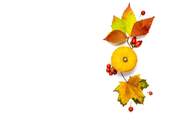 秋の構図 自然食品 オレンジカボチャの収穫 秋の乾燥葉 白い背景に隔離されたローワンベリー 秋の感謝祭の日の背景 — ストック写真