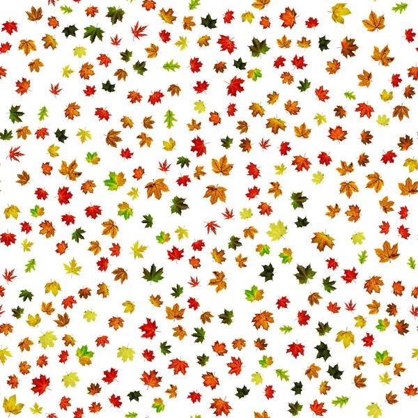 Autumn leaves white seamless pattern background. Colorful maple foliage. Season leaves fall background. Autumn yellow red, orange leaf isolated on white