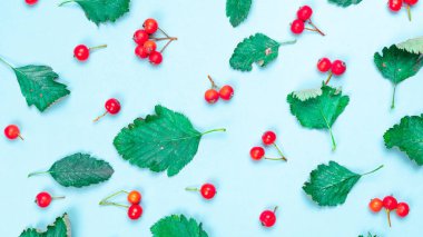Sonbahar kompozisyonu. Doğa düzeni: Kuru yapraklar, yeşil yapraklar, kırmızı meyveler, pastel mavi arka planda izole edilmiş. Düz sonbahar kompozisyonu