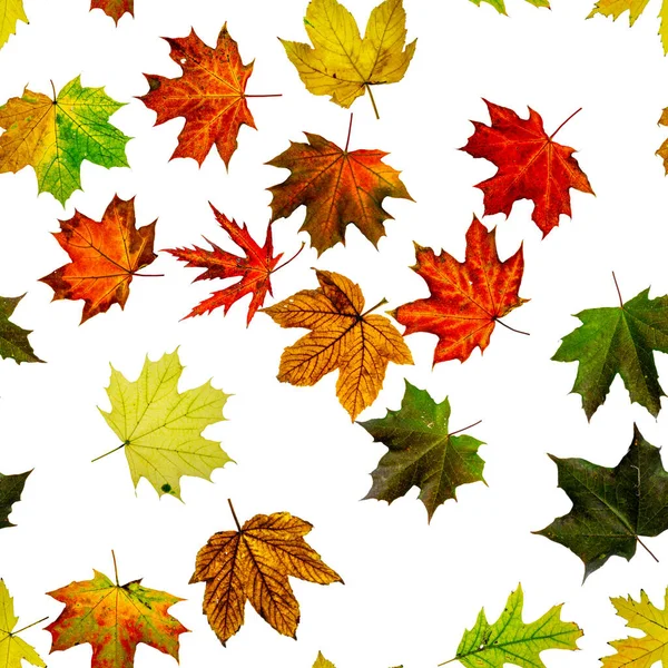 Bladpatroon Naadloos Kleurrijk Esdoorn Blad Seizoen Bladeren Vallen Achtergrond Herfst — Stockfoto