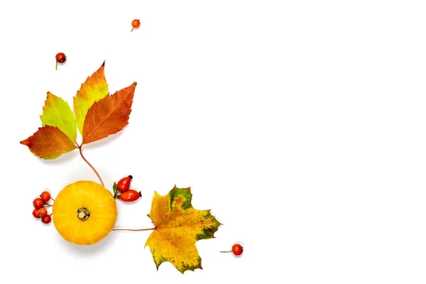 秋の装飾 自然食品 オレンジカボチャの収穫 秋の乾燥葉 白い背景に隔離されたローワンベリー テキストのスペースをコピーします ハロウィーン 感謝祭 季節の秋 — ストック写真