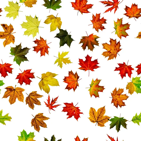 Nahtlose Tapete Herbst Gelb Rot Orangefarbenes Blatt Isoliert Auf Weiß — Stockfoto