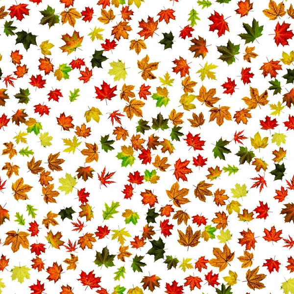 Bezszwowy Wzór Kwiatowy Jesienny Żółty Czerwony Pomarańczowy Liść Wyizolowany Biały — Zdjęcie stockowe