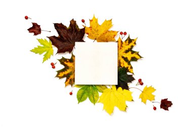 Akçaağaç yaprağı sonbaharı. Renkli kuru yapraklar, sonbahar kompozisyonu kırmızı böğürtlen beyaz arka planda izole. Düz konum, üst görünüm, kare, kopyalama alanı
