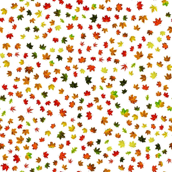 Ahornblatt Isoliert Herbst Gelb Rot Orangefarbenes Blatt Isoliert Auf Weiß — Stockfoto