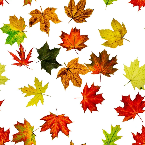Herfst Bladeren Achtergrond Kleurrijke Esdoorn Gebladerte Naadloos Patroon Seizoen Bladeren — Stockfoto