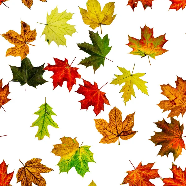 Fallblatt Hintergrund. Laub der Saison fällt in den Hintergrund. Herbstgelb rot, orangefarbenes Blatt isoliert auf weißem, nahtlosem Muster. Bunte Ahornblätter. — Stockfoto