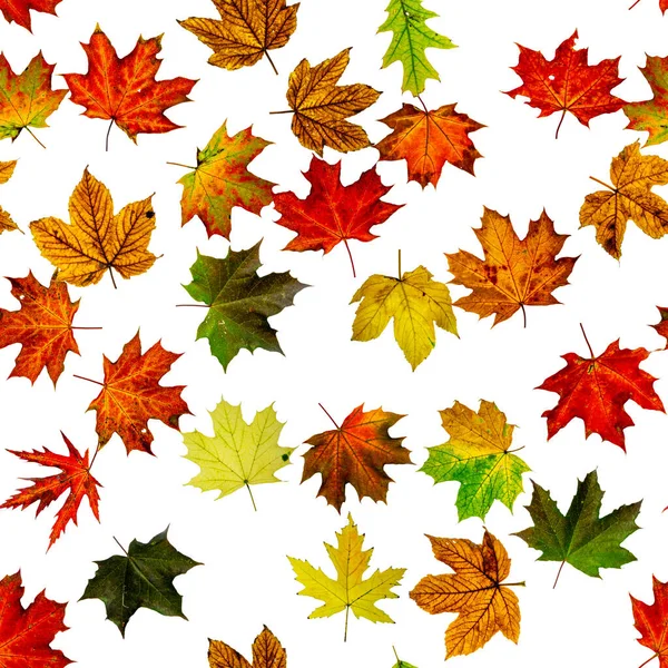 Esdoorn Blad Geïsoleerd Herfst Geel Rood Oranje Blad Geïsoleerd Wit — Stockfoto
