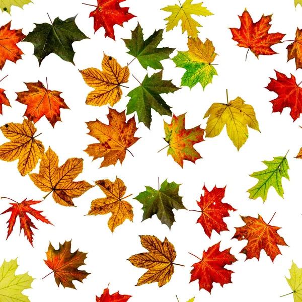 Nahtloses Herbstblatt Muster Laub Der Saison Fällt Den Hintergrund Herbst — Stockfoto