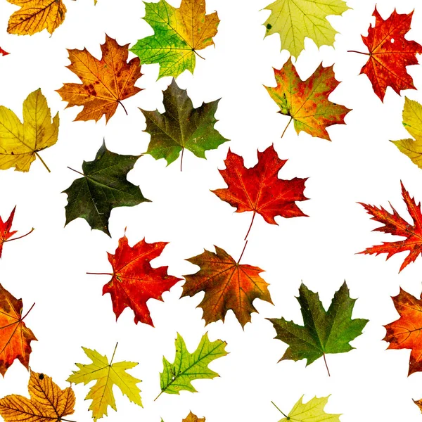 Naadloos Behang Herfst Geel Rood Oranje Blad Geïsoleerd Wit Kleurrijk — Stockfoto