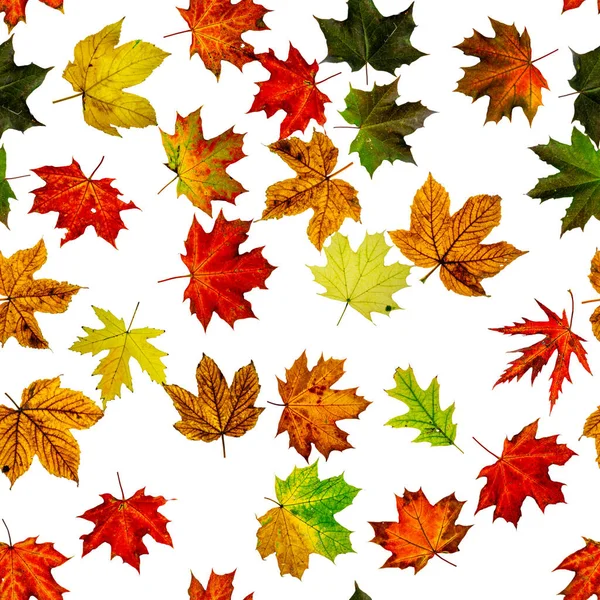 Nahtloses Blumenmuster. Herbst gelb rot, orangefarbenes Blatt isoliert auf weiß. Bunte Ahornblätter. Blätter der Saison fallen in den Hintergrund. — Stockfoto