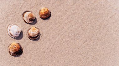 Deniz kabuklu deniz kabukları, kumsal tropikal okyanus sahilinde deniz kabukları. Yaz tatili ve iş seyahati konseptini kopyala