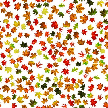 Kusursuz bir doku. Renkli akçaağaç yaprağı. Mevsim yaprakları sonbahar arka planı. Sonbahar sarısı kırmızı, turuncu yaprak beyaz üzerine izole