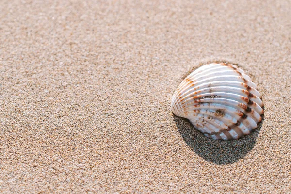Summer Background Beach Seashells Starfishes Sand Ocean Background Copy Space — Stock Photo, Image