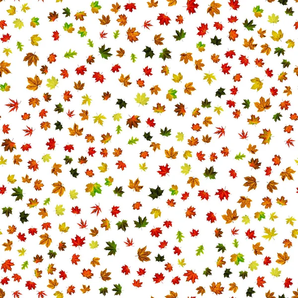Maple leaf seamless pattern. Colorful maple foliage. Season leaves fall background. Autumn yellow red, orange leaf isolated on white