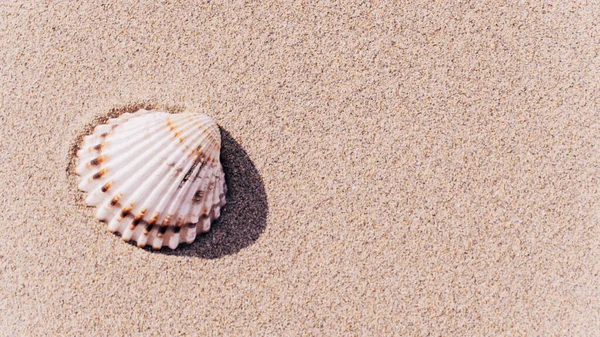 Padrão Conchas Seashells Estrelas Mar Fundo Praia Oceano Areia Praia — Fotografia de Stock