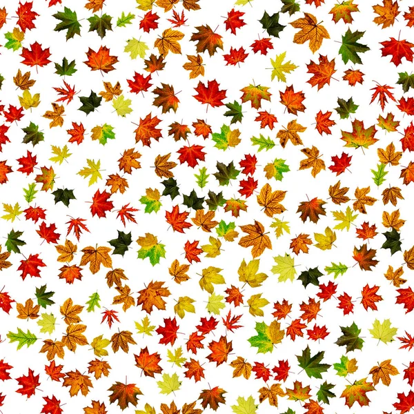 Leaf pattern seamless. Colorful maple foliage. Season leaves fall background. Autumn yellow red, orange leaf isolated on white