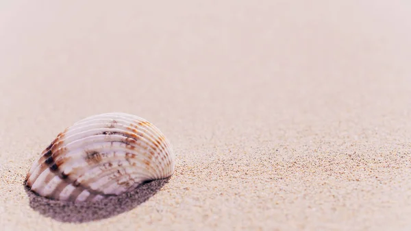 Hora Verão Seashells Estrelas Mar Fundo Praia Oceano Areia Conceito — Fotografia de Stock