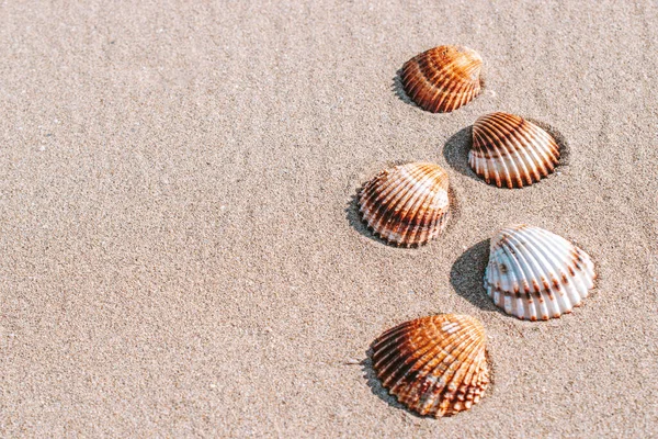 Hello Summer Seashells Starfish Sand Ocean Beach Background Экзотический Пляж — стоковое фото