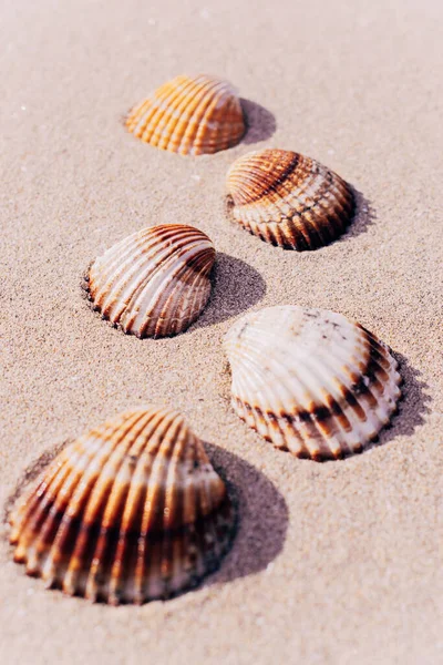 Hora Verão Seashells Estrelas Mar Fundo Praia Oceano Areia Conceito — Fotografia de Stock