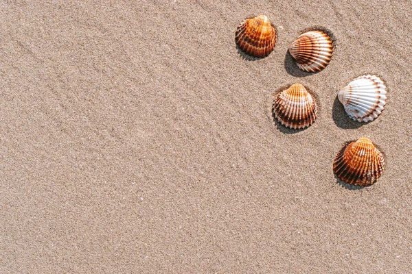Tropical Background Seashells Shells Sand Tropical Sea Beach Design Summer — Stock Photo, Image