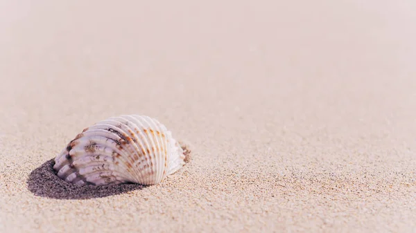 Hello Summer Seashells Starfish Sand Ocean Beach Background Экзотический Пляж — стоковое фото