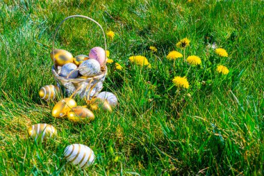 Paskalya sepeti tavşanı. Sarı bahar çiçekli altın yumurta yeşil çimen arka planda kutlama sepetinde. Şenlik dekorasyonu. Mutlu Paskalyalar