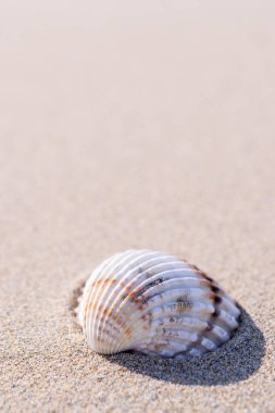 Deniz kabuklarıyla yaz tatili posteri, kumsalda deniz yıldızları. Yaz tatili ve ürün reklamları konsepti