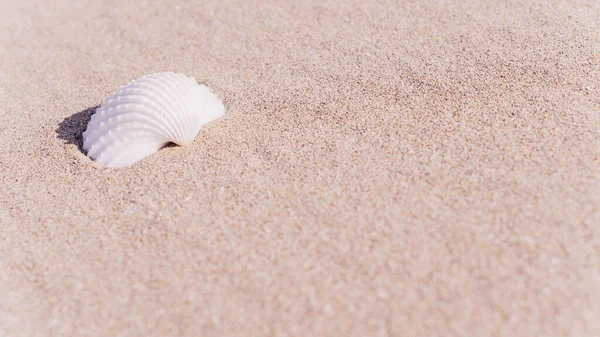 Concept Été Fond Avec Coquillages Coquillages Sur Plage Sable Mer — Photo