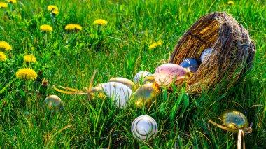 Paskalya geçmişi. Sarı bahar çiçekli altın yumurta yeşil çimlerin üzerinde kutlama sepeti. Paskalya avı konsepti