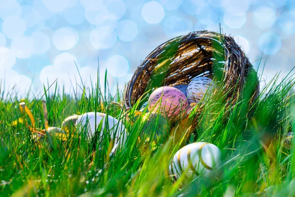 Wielkanocny Królik Złote Jajko Żółtymi Wiosennymi Kwiatami Koszu Zielonym Tle — Zdjęcie stockowe
