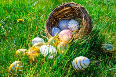 Paskalya yumurtası avı. Sarı bahar çiçekli altın yumurta yeşil çimen arka planda kutlama sepetinde. Paskalya avı konsepti