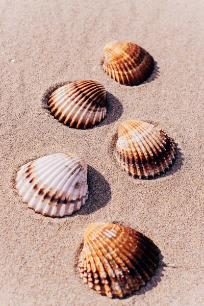 Summer Time Seashells Starfishes Sand Ocean Beach Background Travel Concept — Stock Photo, Image