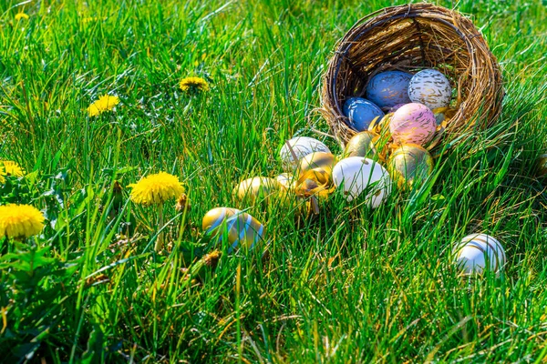 Paskalya geçmişi. Sarı bahar çiçekli altın yumurta yeşil çimlerin üzerinde kutlama sepeti. Paskalya avı konsepti