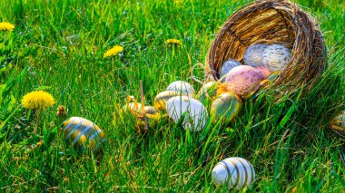 Paskalya tavşanı. Sarı bahar çiçekli altın yumurta yeşil çimen arka planda kutlama sepetinde. Mutlu Paskalyalar
