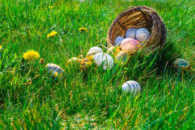 Paskalya arka planı beyaz. Sarı bahar çiçekli altın yumurta yeşil çimlerin üzerinde kutlama sepeti. Mutlu Paskalyalar