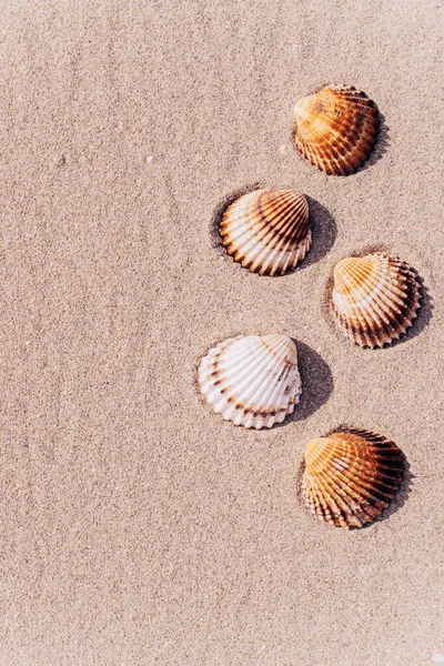 Olá Verão Com Conchas Estrelas Mar Areia Fundo Praia Oceano — Fotografia de Stock