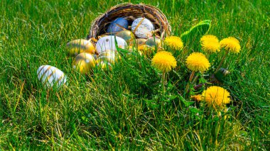 Paskalya geçmişi. Sarı bahar çiçekli altın yumurta yeşil çimlerin üzerinde kutlama sepeti. Paskalya avı konsepti