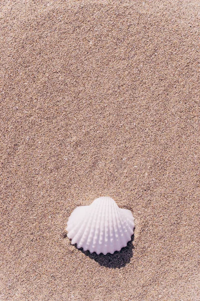Fundo Férias Verão Seashells Conchas Areia Praia Mar Tropical Cena — Fotografia de Stock