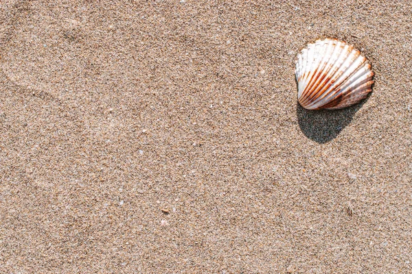Fundo Conceito Verão Com Conchas Conchas Areia Praia Mar Tropical — Fotografia de Stock