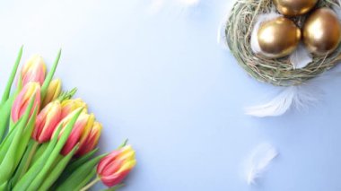 Bahar laleli altın Paskalya yumurtaları, Mutlu Paskalya dekorasyonunda pastel mavi arka planda beyaz tüyler. Bahar tatili kavramı