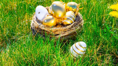 Paskalya tavşanı. Sarı bahar çiçekli altın yumurta yeşil çimen arka planda kutlama sepetinde. Mutlu Paskalyalar