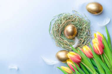 Paskalya yumurtası sepeti. Bahar laleli altın yumurta sepette, pastel mavi arka planda beyaz tüyler Mutlu Paskalya süslemesinde. Geleneksel güneş ışığı dekorasyonu. Üst görünüm