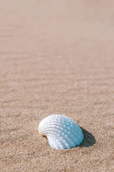 Conchas Fundo Com Conchas Conchas Areia Praia Mar Tropical Conceito — Fotografia de Stock